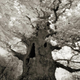 Illustration for article titled Extraordinary pictures of the most ancient trees on Earth